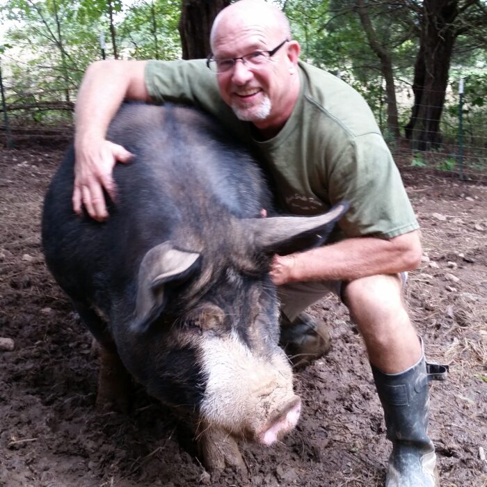 Berkshire Pigs