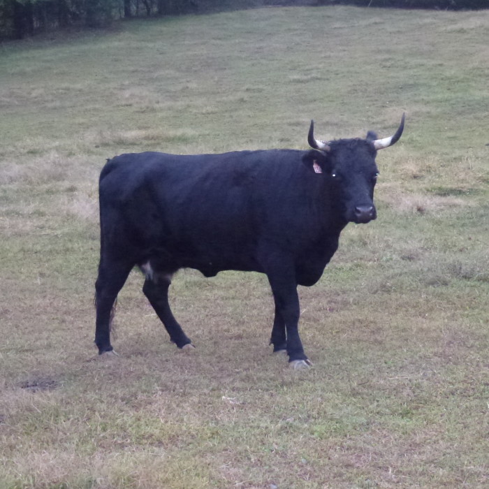 Irish Dexter Cattle