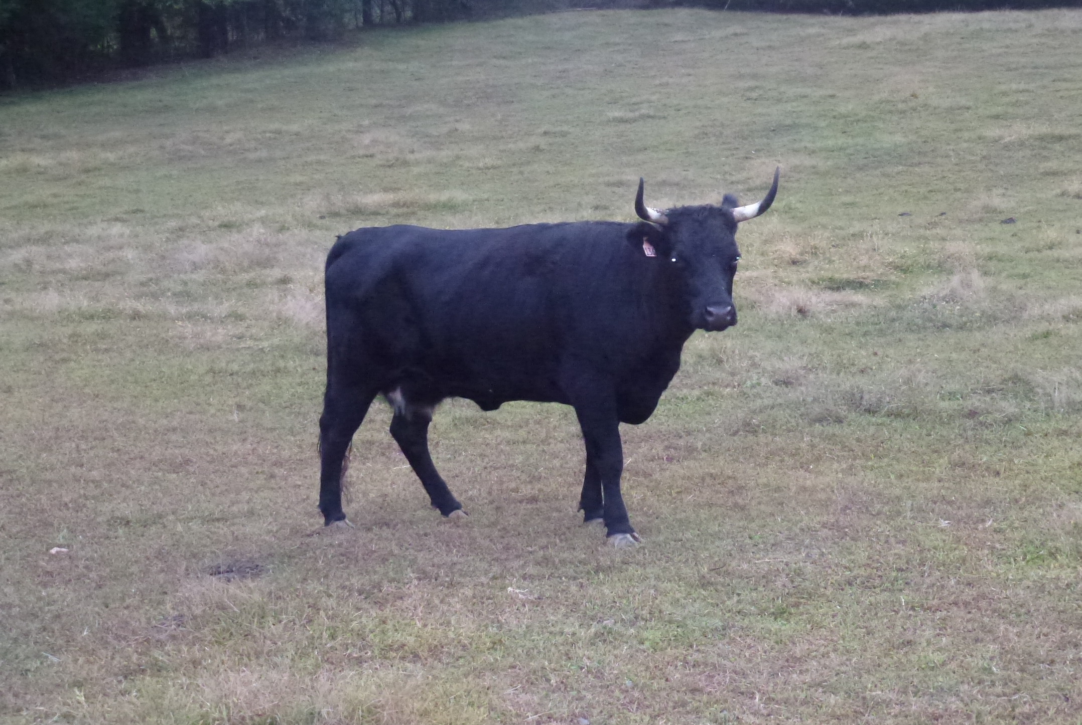 Irish Dexter Cattle