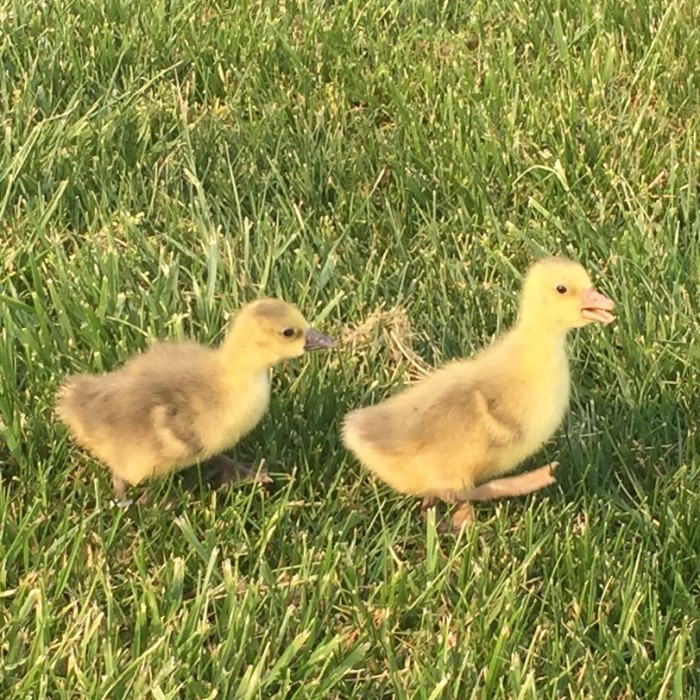 Cotton Patch Geese