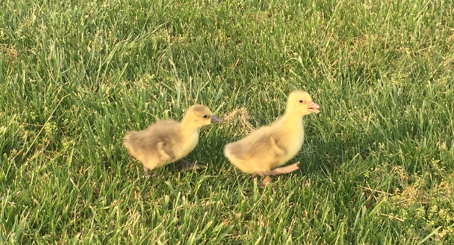 Cotton Patch Geese